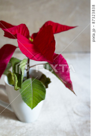 Poinsettia in red 87323838