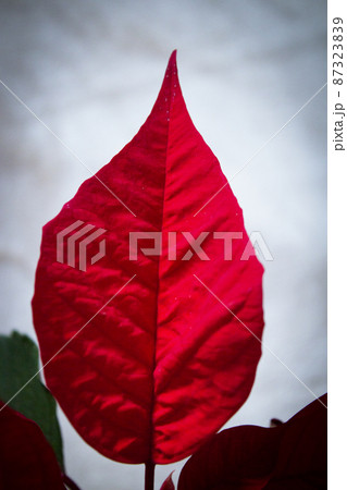 Poinsettia in red 87323839