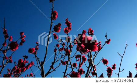 早春の風景 青空と紅梅の梅の花 早春の風景 青空と紅梅の梅の花 87324061