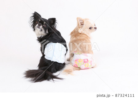 マナーオムツをした白いロングコートチワワ と、マナーパンツをした黒いロングコートチワ 87324111