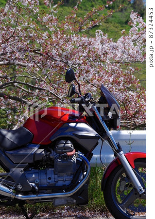 とある場所の桜並木にて 87324453