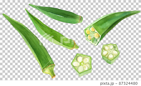 新鮮なオクラの水彩イラストセット。夏野菜。 87324480
