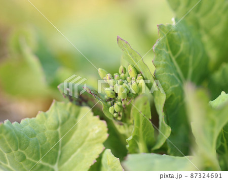 菜の花の蕾 87324691