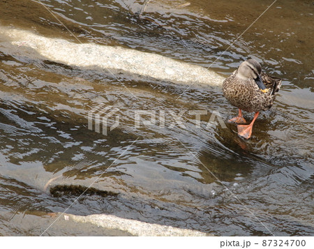 川の中州に立ち何かを見ているカルガモ 川の中州に立ち何かを見ているカルガモ 87324700