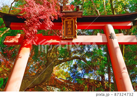 京都　伏見稲荷大社の美しい紅葉 87324732
