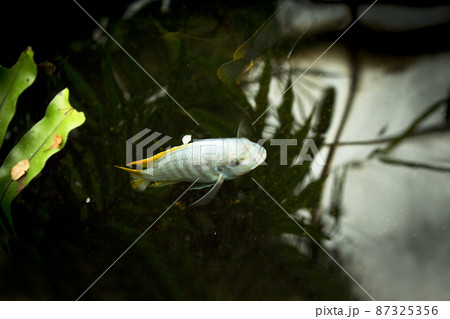 Freshwater pond with goldfish Freshwater pond with goldfish 87325356
