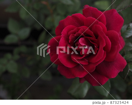 庭に咲く赤バラジプシーソウル 87325424