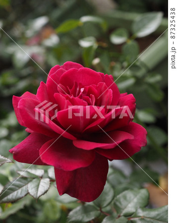 庭に咲く赤バラジプシーソウル 庭に咲く赤バラジプシーソウル 87325438