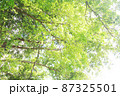 Light green leaves on tree branch against a white sky 87325501