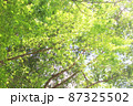 Green leaves against the background of a clear sky 87325502