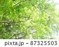 Lush green leaves with lots of tree branches 87325503