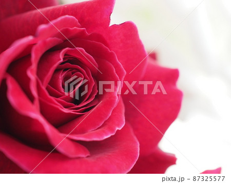 赤バラのクローズアップ 87325577