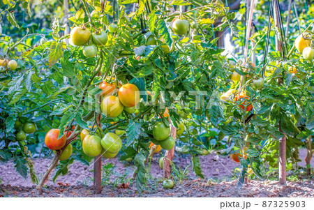 Bunches of tomatoes riders on the branches of the plant 87325903
