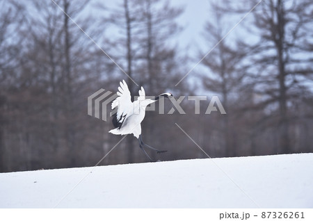 翼を広げて着陸するタンチョウ（北海道・鶴居） 87326261