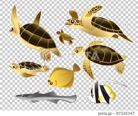 海の仲間たち（ウミガメ・カレイ・コバンザメ） 87326347