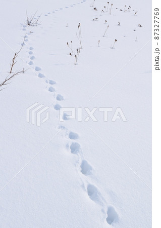 雪の中の狐の足跡 北海道の写真素材
