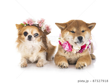 shiba inu and chihuahua in studio 87327918