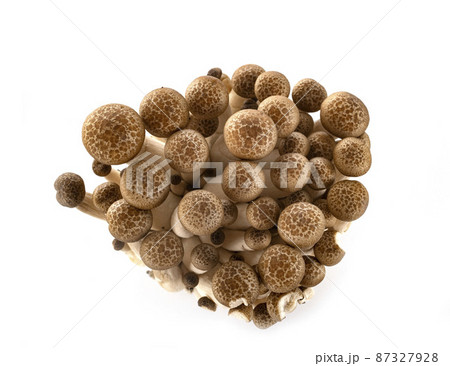 Shimeji mushrooms in studio 87327928