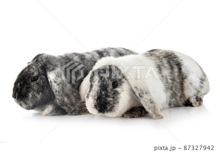 Lop rabbit rhoen in studio Lop rabbit rhoen in studio 87327942