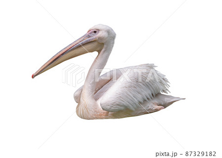 pink pelican floating on water isolated on white background pink pelican floating on water isolated on white background 87329182
