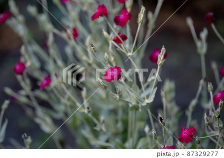 burgundy flowers with water droplets after rain in the garden 87329277
