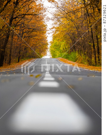 beautiful autumn road in the forest beautiful autumn road in the forest 87329621