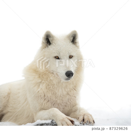 portrait of white polar wolf isolated on white background 87329626