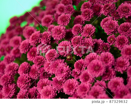 bouquet of chrysanthemums on a green background bouquet of chrysanthemums on a green background 87329632