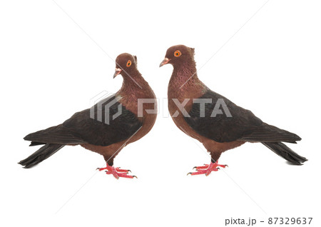 two pigeon isolated on white background 87329637