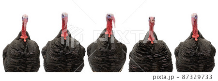 turkeys portraits isolated on white background 87329733