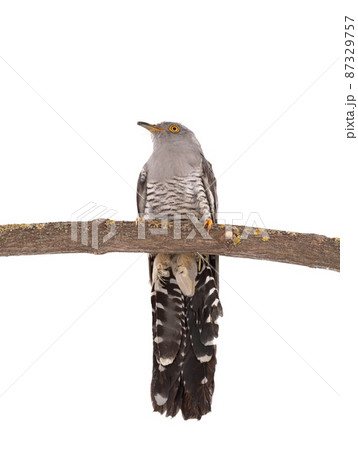 Cuckoo sitting on a branch isolated on white background Cuckoo sitting on a branch isolated on white background 87329757