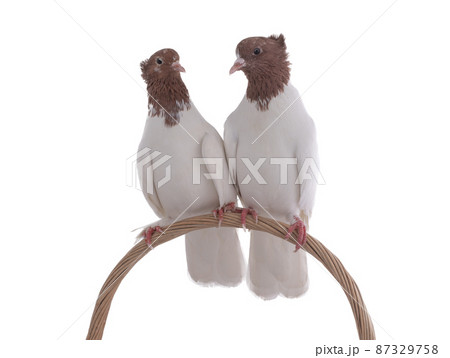 iranian pigeons sitting on bent vine isolated on white background 87329758