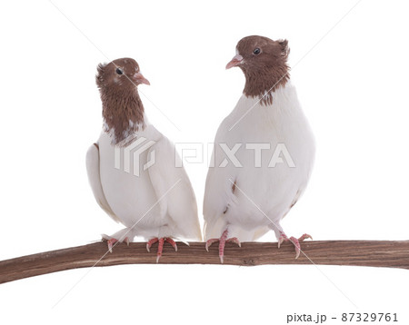 iranian pigeons sitting on a tree branch isolated on white background 87329761