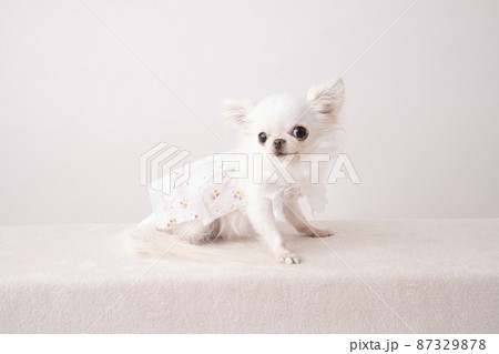 微笑むチワワのラナ 87329878