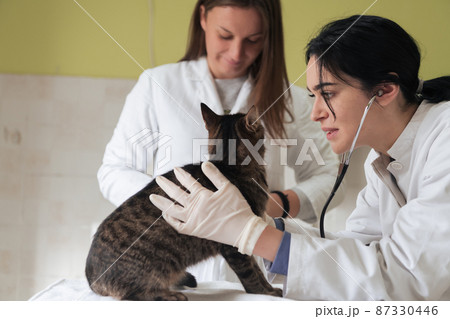 Veterinary team for treating sick cats, Maintain animal health Concept, animal hospital Veterinary team for treating sick cats, Maintain animal health Concept, animal hospital 87330446