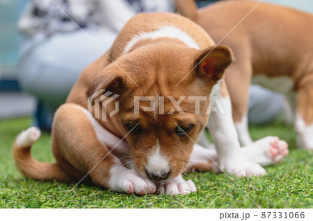 Cute basenji dog lying on green floor at home 87331066