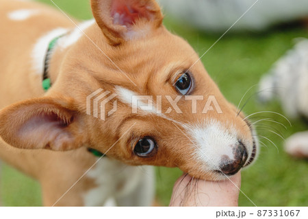 Basenji dog puppy close up portrait looking at camera 87331067