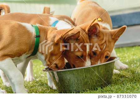 Basenji puppies eating together fresh food close up 87331070