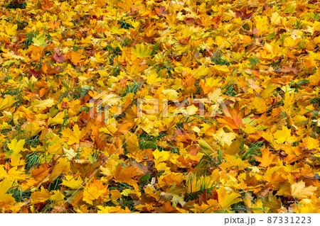 fallen autumn maple leaves on green grass full-frame background at cloudy day 87331223