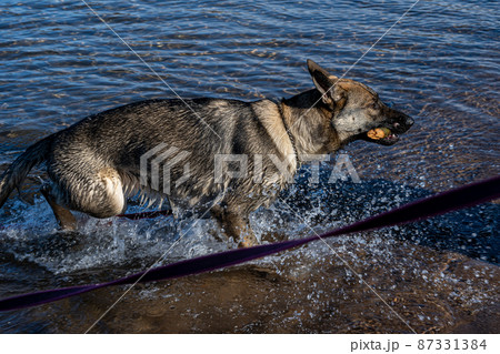 A young happy German Shepherd plays with a stick in a lake. Blue water and mountains in the background A young happy German Shepherd plays with a stick in a lake. Blue water and mountains in the background 87331384
