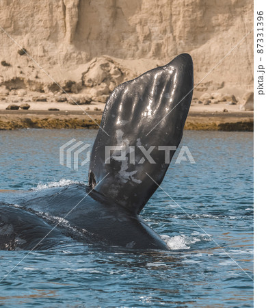 Whale tail in Peninsula Valdes,, Patagonia, Argentina Whale tail in Peninsula Valdes,, Patagonia, Argentina 87331396