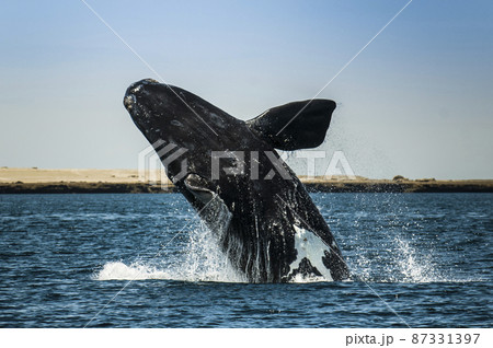 Whale jumping in Peninsula Valdes,, Patagonia, Argentina 87331397