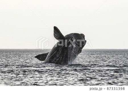 Whale jumping in Peninsula Valdes,, Patagonia, Argentina 87331398