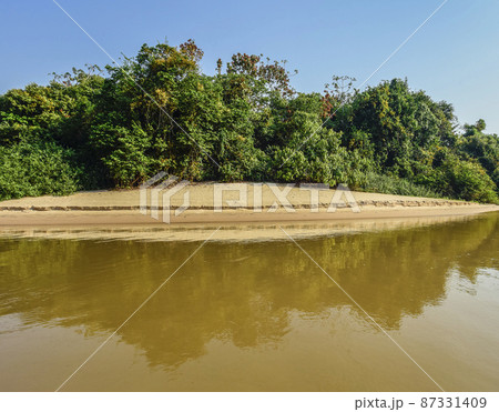 Jungle on the coast of the river,Pantanal, Brazil 87331409