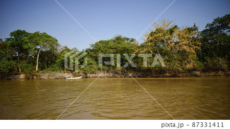 Jungle on the coast of the river,Pantanal, Brazil 87331411