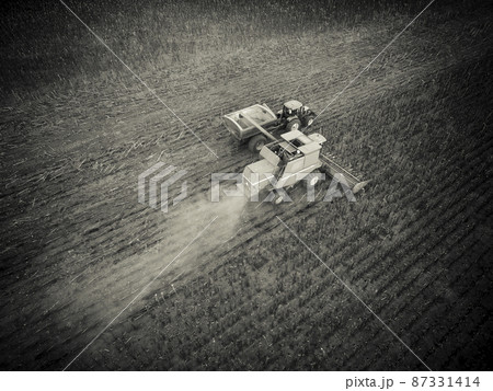 Sunflower harvest,Pampas, Patagonia, Argentina 87331414