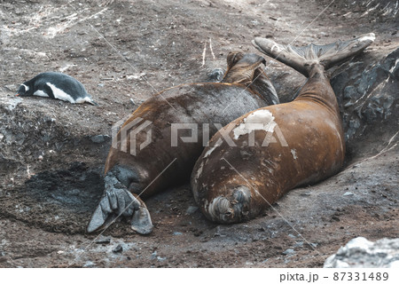 Elephant seal, Hannah Point, Antartic peninsula. 87331489