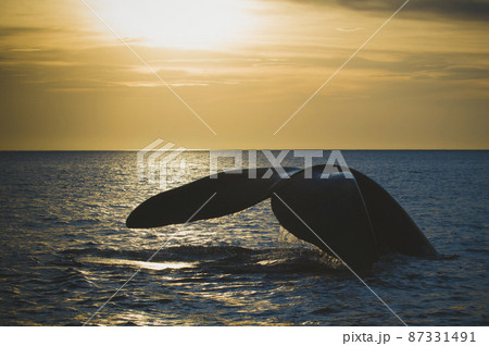 Whale tail in Peninsula Valdes,, Patagonia, Argentina Whale tail in Peninsula Valdes,, Patagonia, Argentina 87331491