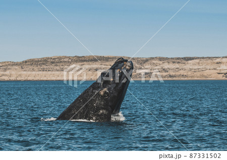 Whale jumping in Peninsula Valdes,, Patagonia, Argentina 87331502