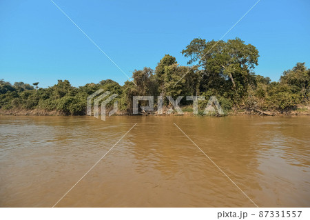 River landscape and jungle,Pantanal, Brazil River landscape and jungle,Pantanal, Brazil 87331557